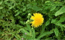 老的苣荬菜有毒?是真是假?苣荬菜老了还能吃吗?