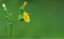 苣荬菜怎么保存?学会这些苣荬菜可以保存的更久！!