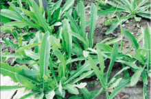 苦麻菜和苣荬菜有什么区别？苦麻菜和苣荬菜怎么分辨？