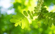 槐树芽像什么?怎么采摘槐树芽？槐树芽的采摘要点介绍!