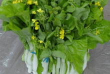 炒油菜薹的做法介绍！看了步骤以后谁都可以做出炒油菜薹！