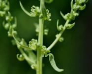 牛皮菜的属性是什么?吃牛皮菜可以降血压吗?