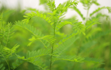 槐树芽可以吃吗?除了它还有一些你想不到的食物!