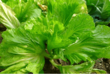 芥菜怎么做才好吃？学会芥菜的这些做法，即使是接待客人也能