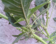 野苋菜怎么做好吃?一分钟掌握美味苋菜做法技巧！