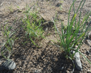 沙葱究竟是野韭菜还是野葱?沙葱真实面貌大揭露!
