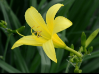 黄花菜花语是什么？黄花菜花语介绍！