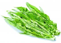 你还在以为油麦菜是莴笋吗？原来区别在这里！