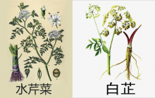 水芹菜与白芷有哪些区别？看了这些再也不用担心会认错啦！