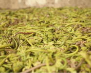 准妈妈们可以吃薇菜吗?吃薇菜有哪些需要注意的地方?