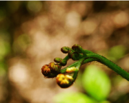 薇菜和蕨菜的区别是什么?如何才能把薇菜泡发?
