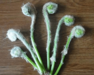 “野菜之王”薇菜在日本有什么吃法?薇菜致癌是谣言吗?