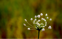 野韭菜花什么时候开?野韭菜花的开花时间可别错过了!