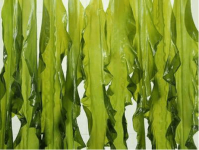 生长在海中的海带是怎样被人工种植出来的呢?相信这篇文章后你就会恍然大悟
