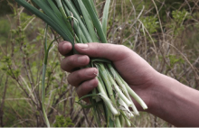 野韭菜有几种?野韭菜种类介绍！带你认识不一样的野韭菜!