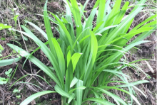 野韭菜食用需谨慎!绝对不能与野韭菜同食的五大食物大盘点!