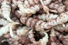 螺丝菜是怎么种植的?螺丝菜的种植方法介绍！