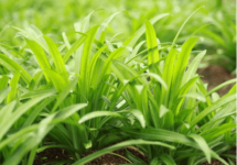 野韭菜多少钱一斤?竟比普通韭菜贵四倍!