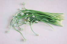 野韭菜能种吗?野韭菜种植方法介绍！食疗又养生的它你不容错过！