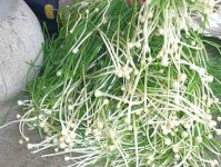 吃野葱头会口臭吗?看完这个不因口臭放弃一道美味!
