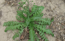 荠菜怎么种？你会种荠菜吗？
