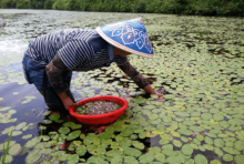 莼菜什么时候收获?新鲜莼菜的收获季节可别错过了!