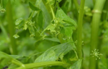 芹菜的种植方法！学会这些你就可以在家里种芹菜了！