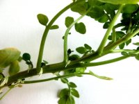 豆瓣菜的功效和作用！你知道豆瓣菜有这么多益处吗？