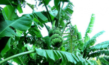 芭蕉树怎么养？想让你的芭蕉树更鲜绿要注意这几点！