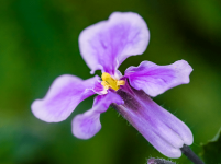 二月兰的花语是什么？二月兰的花语介绍！