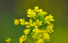 油菜什么时候开花？这个时候一定要去看油菜的开花！