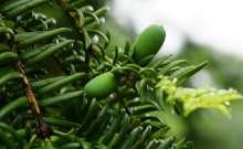 香榧树竟如此捞金?香榧树苗的价格全都在这了！赶紧种植香榧树吧！