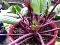 一分钟学会红菜苔种植方法！新手也能种出好吃的红菜苔!