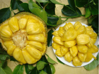 菠萝蜜有哪些营养价值？这些你绝对想不到!
