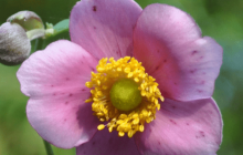 打破碗花花怎么养？怎么才能让打破碗花花更健康？