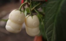 人参果怎么种？三步解决你所有难题！