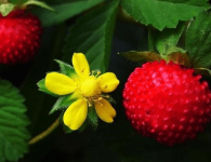 蛇莓和野草莓有什么区别?几个细节区分它们，再也不会摘错果子