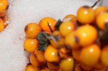 沙棘可以由种子种植吗?沙棘种植方法介绍！带你了解更多沙棘种类！