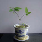 释迦果在阳台上能种吗?别让你的释迦果因为管理不当枯萎!