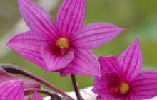 红花石斛怎么养？怎么才能让红花石斛更鲜艳？