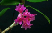 红花石斛什么时候开花？这时候的红花石斛一定要去看看！