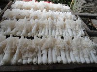 竹荪是怎么长出了的呀?很容易栽培吗?