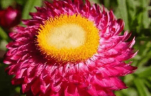 麦秆菊什么时候开花？这时候的麦秆菊是最美的！
