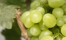 水晶葡萄的营养价值知多少？给你一百个多吃水晶葡萄的理由！