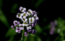 香雪球有什么花语？这些花语你都知道吗？