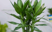 莲花竹有什么花语？莲花竹的寓意你知道吗？