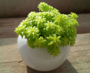 薄雪玩万年草的养殖方法介绍！薄雪万年草原来这么好养啊！