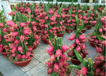 火龙果盆栽种植方法?知道了这些方法自己在家就能种植火龙果了!