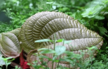 虎颜花怎么养？你的虎颜花是这样养的吗？