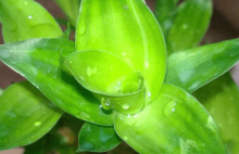 莲花竹怎么养？怎么才能让莲花竹更健康？